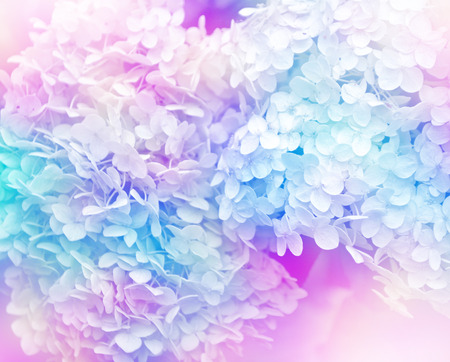 Colorful beautiful flowers hydrangea on the background of the summer landscape