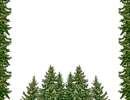 Snow covered trees. fir branch isolated on white background.