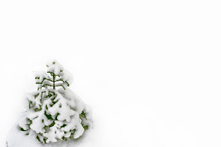 Snow covered trees. fir isolated on white background.の写真素材
