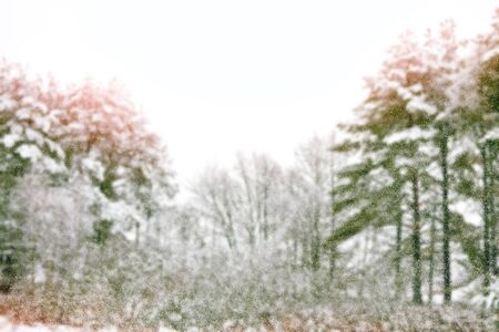 forest in the frost. Winter landscape. Snow covered trees. defocus