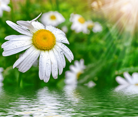 Wildflower daisies. Summer landscape. white chamomile flowersの写真素材