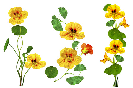 nasturtium flowers isolated on white background. Summerの写真素材
