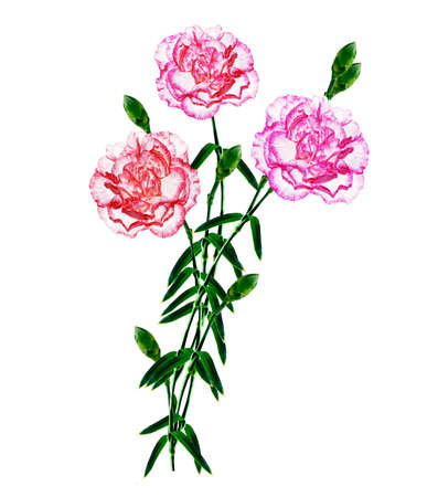 Bouquet of flowers carnation isolated on white background.の写真素材
