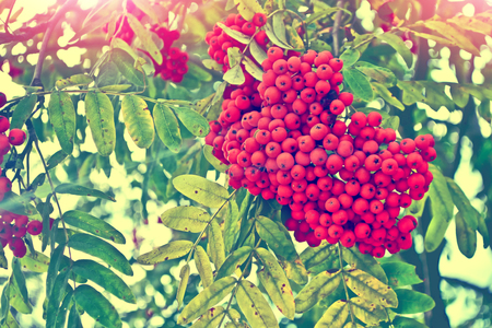 Bunches of colorful berries of mountain ash on a background of the autumn landscapeの写真素材
