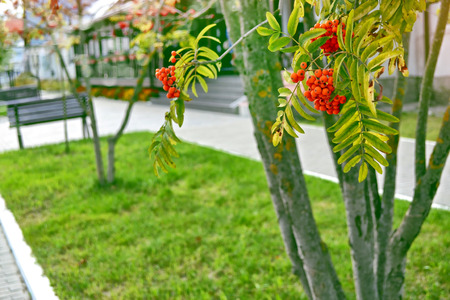 Bunches of colorful berries of mountain ash on a background of the autumn landscapeの写真素材