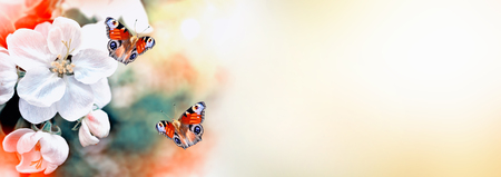 landscape. Flowering apple tree. Spring  garden. butterflyの写真素材