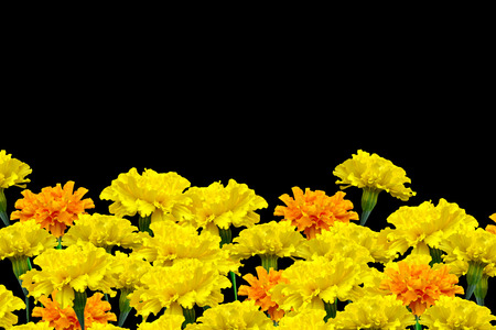 bright colorful flowers marigolds isolated on black backgroundの写真素材