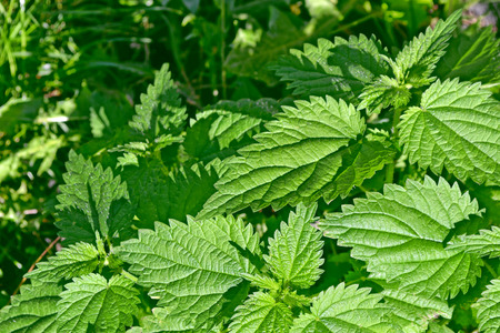 colorful green stinging nettle leaves. Summer landscape.