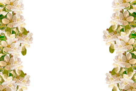 Flowering branch of apple isolated on a white background. Spring Flower.の写真素材