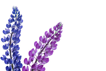 Blue lupines beautiful flowers on a white backgroundの写真素材