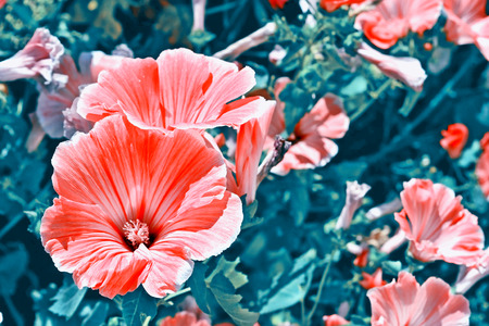 Pink lavatela colorful flowers on a background summer landscapeの写真素材