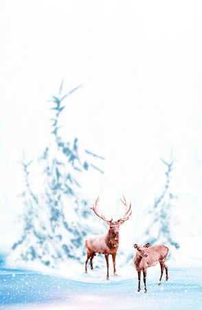 forest in the frost. Winter landscape. Snow covered trees. deerの写真素材