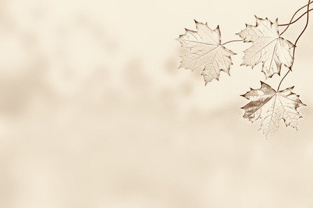 Autumn landscape. Beautiful  leaves. foliage. Old photoの写真素材