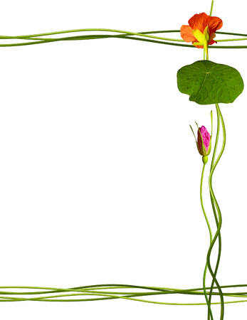 flower buds of roses isolated on white background. Frame from stem nasturtium flowerの写真素材