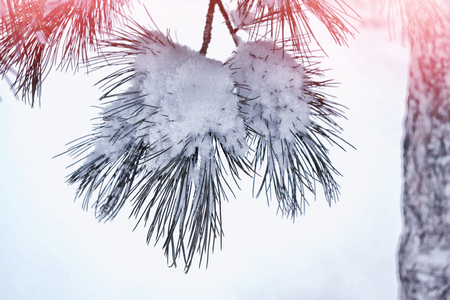 forest in the frost. Winter landscape. Snow covered trees.の写真素材