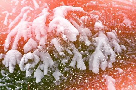 forest in the frost. Winter landscape. Snow covered trees.の写真素材