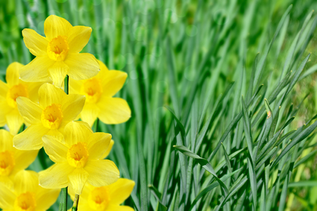 Bright and colorful flowers of daffodils on the background of the spring landscapeの写真素材