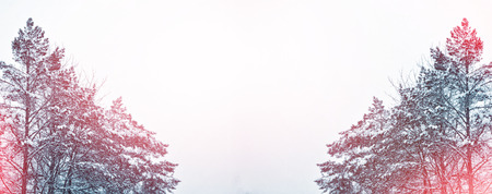 Frozen winter forest with snow covered trees.の写真素材