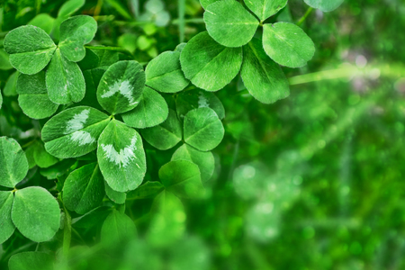 Green clover leaves on a background summer landscape