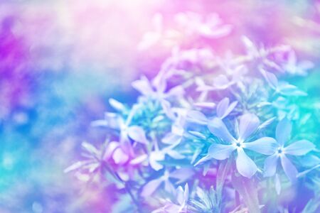 The first delicate spring flower snowdrop.の写真素材