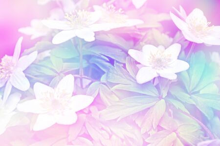 The first delicate spring flower snowdrop.の写真素材