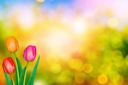 Bright and colorful flowers tulips on the background of spring landscape.の写真素材