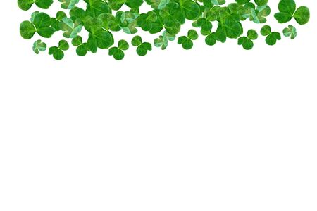 green clover leaves isolated on white background. St.Patrick 's Dayの写真素材