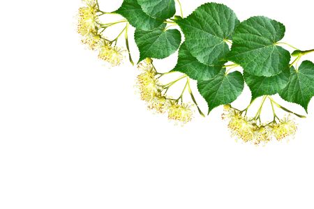 Sprig of linden blossoms isolated on white background.の写真素材