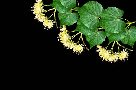 Sprig of linden blossoms isolated on black background.の写真素材