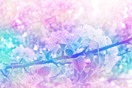 Blossoming branch apple. Bright colorful spring flowers