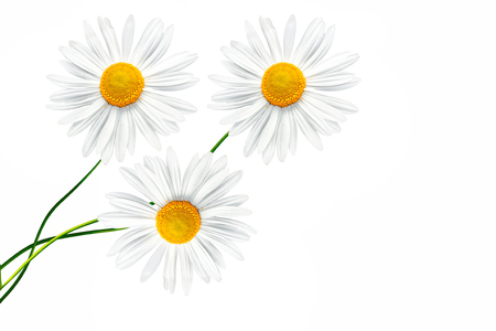 daisies summer flower isolated on white background.の写真素材