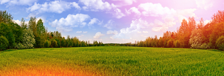 Landscape with the bright green trees and blue sky.の写真素材