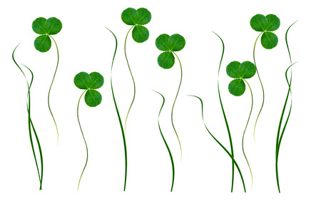 green clover leaves isolated on white background. St.Patrick 's Dayの写真素材