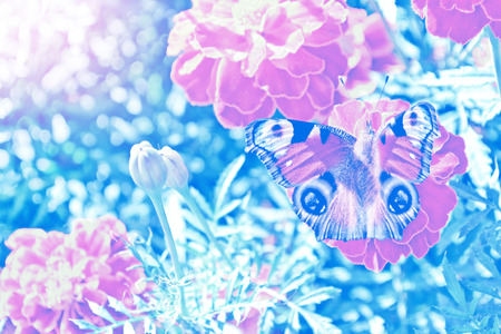 Colorful  marigold on the background of the summer landscape. butterfly on a flower.の写真素材