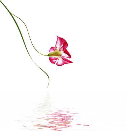 Desert Rose flowers isolated on white backgroundの写真素材