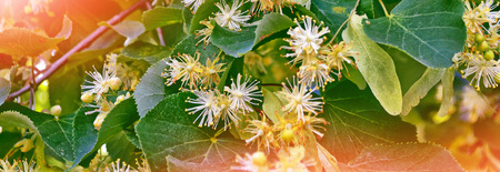 Sprig of flowering linden tree on the background of the spring landscape.