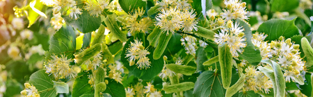 Sprig of flowering linden tree on the background of the spring landscape.の写真素材