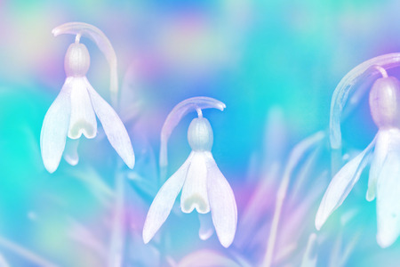 The first delicate spring flower snowdrop.の写真素材