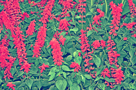 bright and colorful flowers salvia. autumn landscape.の写真素材