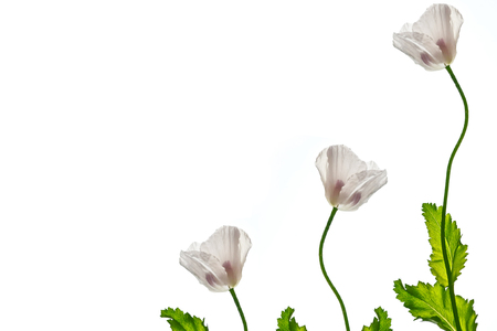 spring flowers poppy isolated on white background. の写真素材