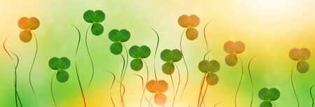 Green clover leaves on a background summer landscape