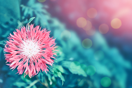 Bright and colorful flowers cornflowers on background summer landscape.の写真素材