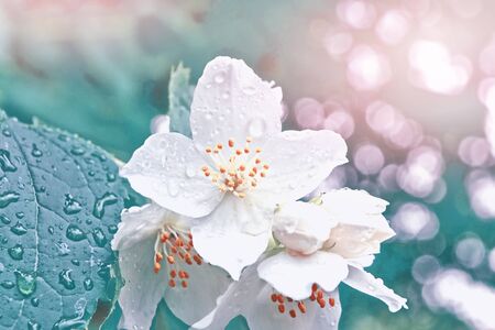 White jasmine. The branch delicate spring flowersの写真素材