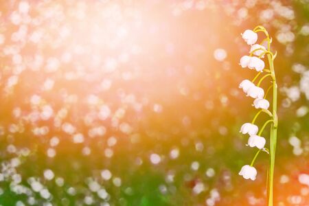 Spring landscape. flowers lily of the valleyの写真素材