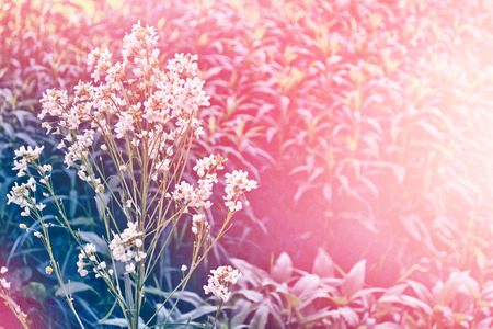 daisy flower against the background of the summer landscape.の写真素材