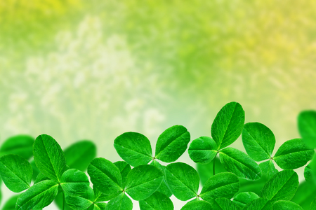 Green clover leaves on a background summer landscape