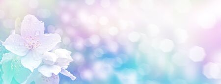 White jasmine. The branch delicate spring flowersの写真素材