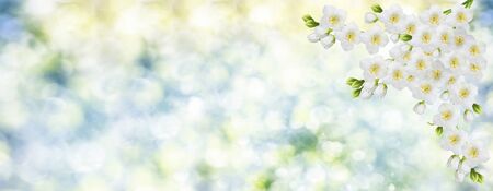 White jasmine. The branch delicate spring flowersの写真素材