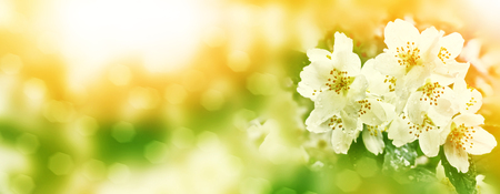 White jasmine. The branch delicate spring flowersの写真素材