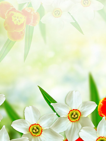 Bright and colorful spring flowers daffodils and tulipsの写真素材
